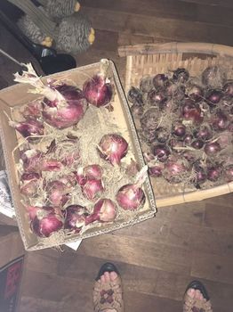 ⑦紫玉葱の収穫.jpg